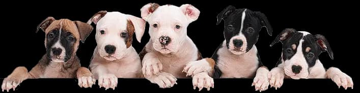 Dogs
