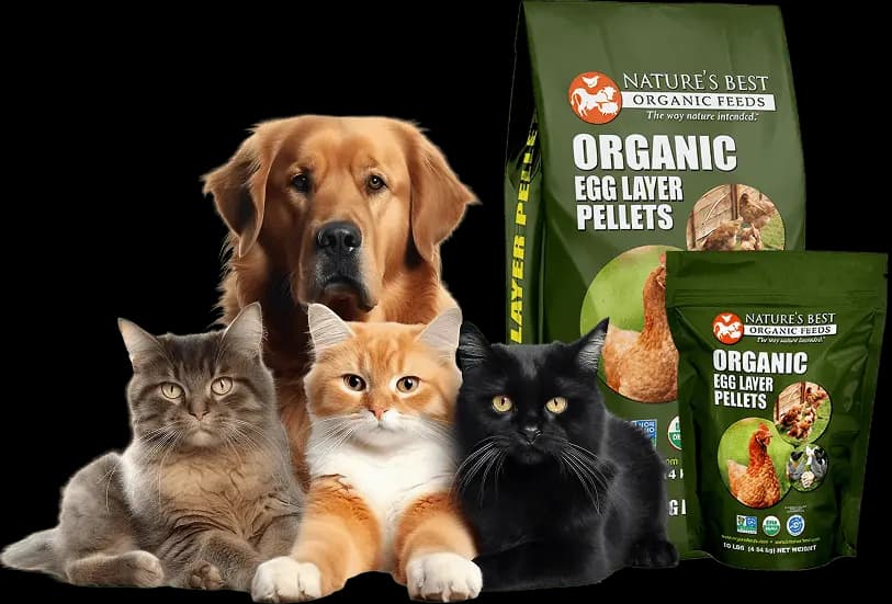 Pets